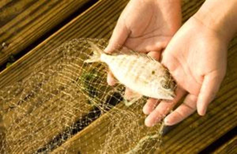 Image for Things To Do Nature Programs